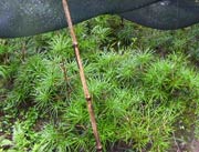 コウヤマキの苗木