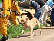 要救助者を捜す救助犬の活動