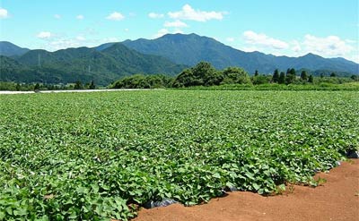 南蒲原農業体験バスツアー「子ども活き活き農業体験」でサツマイモの収穫を体験する下田地区のサツマイモ畑