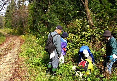 道心坂の林道でオオヤマザクラの苗木を植える三条市の市民団体ノジコの会会員