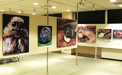 22日まで燕市立図書館で開かれている皆越ようせいさんの「土の中の生き物展」