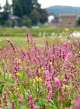 11日の下田地区に咲くイヌタデ