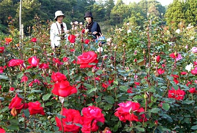 秋の花のシーズンを迎えた加茂市・冬鳥越スキーガーデンのバラ園