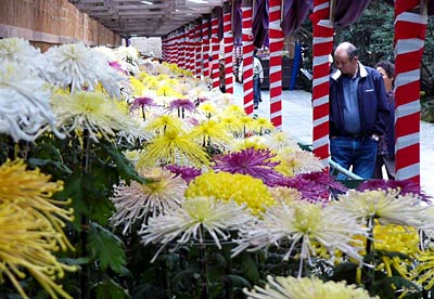 弥彦菊まつりで弥彦神社参道などに並ぶ4,000鉢を超えるキク