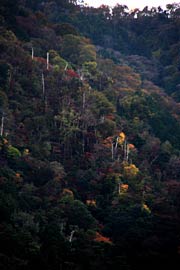 弥彦山山腹の紅葉