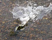 加茂川の浅瀬で水しぶきを上げて川をのぼるサケ