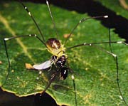 羽アリをつかまえたモエギザトウムシ