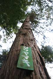公園内のコウヤマキの大木