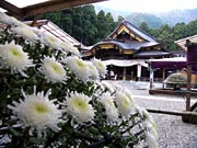 弥彦神社拝殿前を飾るキク