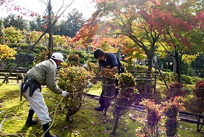 紅葉のなかで冬囲いが進む1日の三条市保内公園