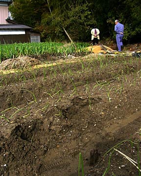 17日午後に古木さん方のタマネギ畑で見つかったクマの足跡、手前のうねが崩れているのがそれ