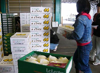 ル・レクチェの出荷を始めたJAにいがた南蒲大島選果場