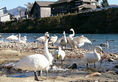 ことしも三条市森町地内に飛来しているハクチョウ