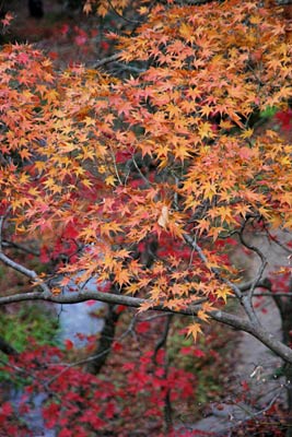 観月橋から見下ろす紅葉の微妙な色のバリエーションが美しい
