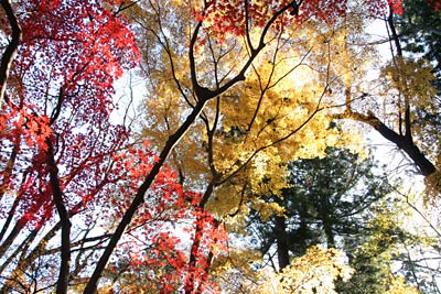 探せばまだ見つかる弥彦公園の紅葉