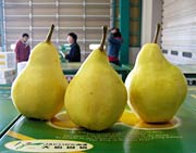 できは上々の大島園協のル・レクチェ