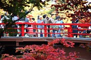 人、人、人…の弥彦公園もみじ谷の観月橋