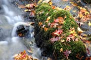 弥彦公園のせせらぎと落葉