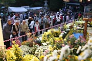 弥彦菊まつりの大風景花壇に見入る行楽客