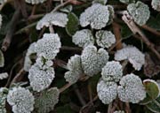 道端の草の葉を白く覆った霜