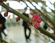 季節を忘れてしまいそうなウメの花