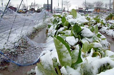1日朝、三条市林町地内の畑に積もった雪