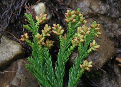 3日、弥彦山登山道の入り口付近に落ちていた花をつけたスギの葉