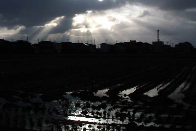 4日夕方の三条市鶴田地内で、雲の切れ間から差した日差しを反射する田んぼの水