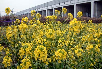 燕市小高地内で咲いているアスパラ菜の黄色の花の帯
