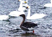 まぎれこんだ?違う種類の鳥