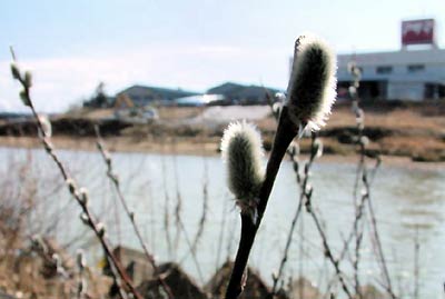 昭栄大橋付近の五十嵐川右岸河川敷のネコヤナギ