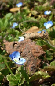 オオイヌノフグリも花開く