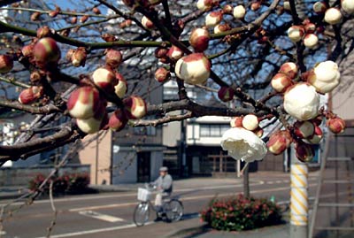 三条市神明町でほころび始めたウメの花