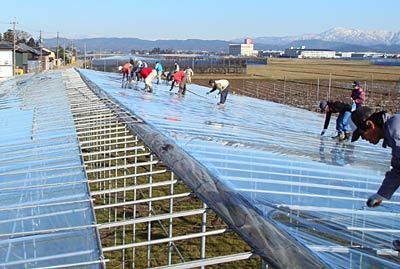26日始まった代官島ハウス組合のビニール被覆