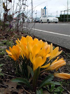 三条郵便局わきの歩道に咲くクロッカスの花は季節はずれの陽気にぐったり?
