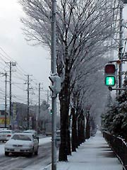 雪の花が咲いた西裏館地内の国道289号の街路樹