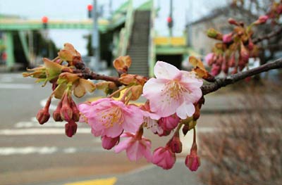 燕郵便局交差点付近で開花を始めたカワズザクラ