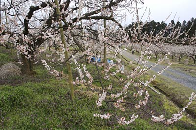 ウメの花の見ごろを迎えた田上町・梅林公園で4月1日は第9回田上うめまつり