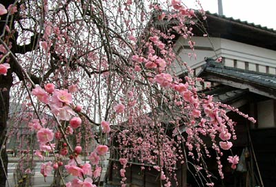 三条市篭場、横山さん方の見事なシダレウメ