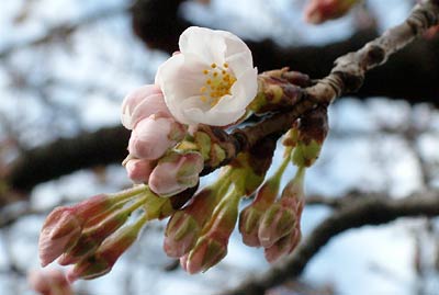 3日、一輪だけ開いた三条市厚生福祉会館駐車場のソメイヨシノ