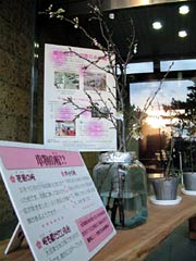 信濃川大河津資料館の玄関を飾る花がほころび始めたサクラの枝