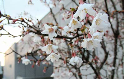 5日、八分咲きとなった三条市役所三条庁舎市民広場のヤマザクラ