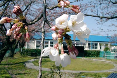 新潟市でサクラが開花した6日の三条市荒町ポンプ場で咲き始めたサクラ