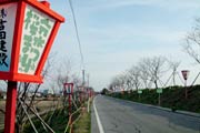15日においらん道中が行われる桜並木に設置されたぼんぼり