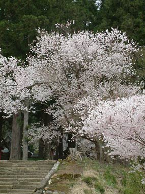 一足早く満開を迎えた永明寺のサクラ