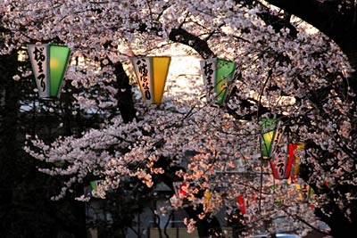 満開目前の三条市・八幡宮のソメイヨシノ