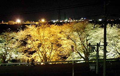 燕消防署から見るライトアップされた夜桜、奥は燕三条駅周辺の明かり