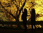 見物客はシルエットに