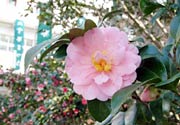 加茂山公園で咲く加茂市の花、ユキツバキ