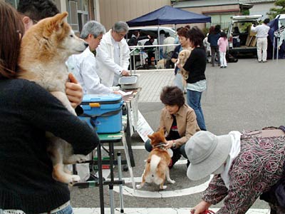 16日、井栗公民館で行われた狂犬病予防注射